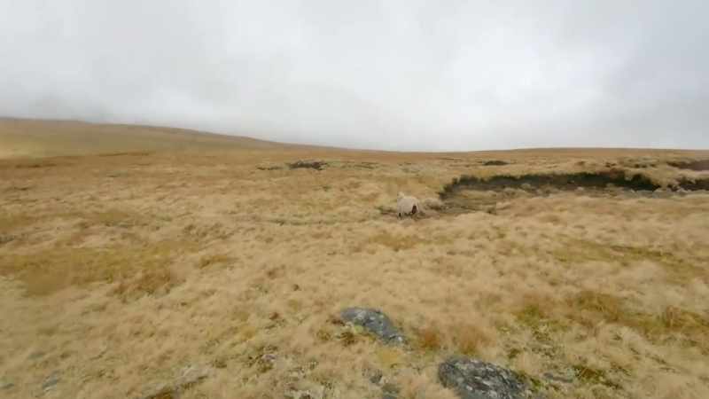 Out on his own, eight-year-old Sid is learning to track the sheep