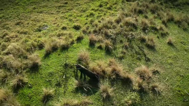 Out on the grasslands, there's nowhere to hide