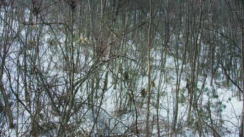 Outnumbered, the intruders retreat