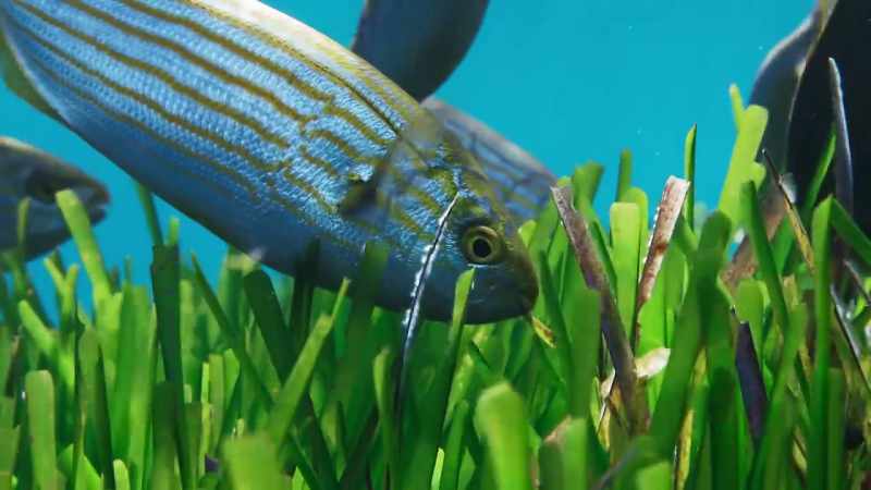 Over 1,000 species now live here