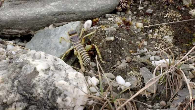 Over 70 different species are known