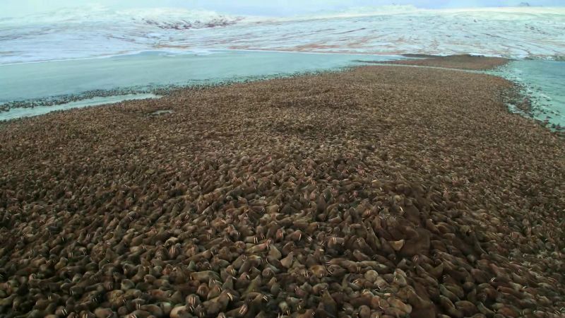 Over a hundred thousand have hauled out on one single beach