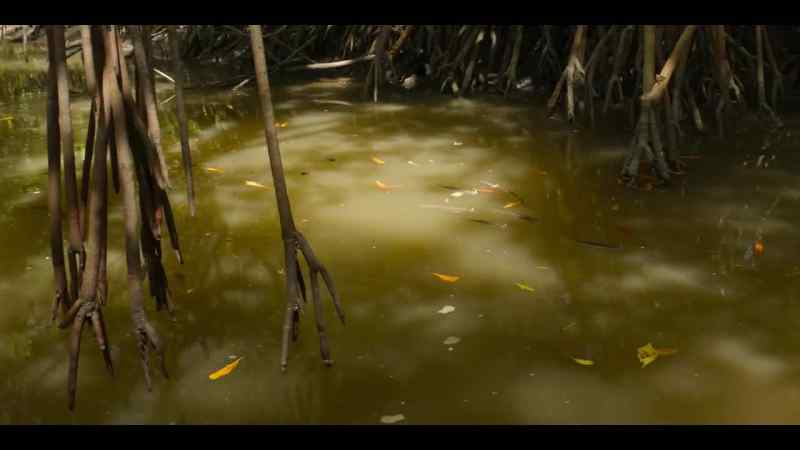 Over a mile from where this small fish began her jungle adventure