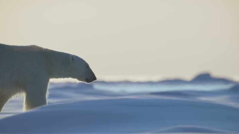 Over the coming months, a mother must provide her cubs