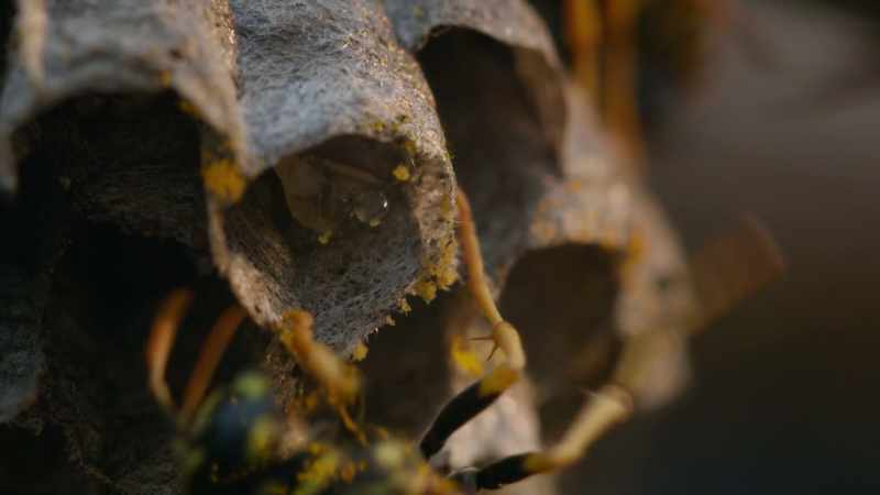 Over the eons, a new kind of life-form evolved