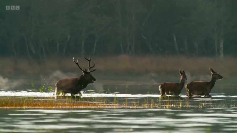 Over the next few weeks, the dominant stag
