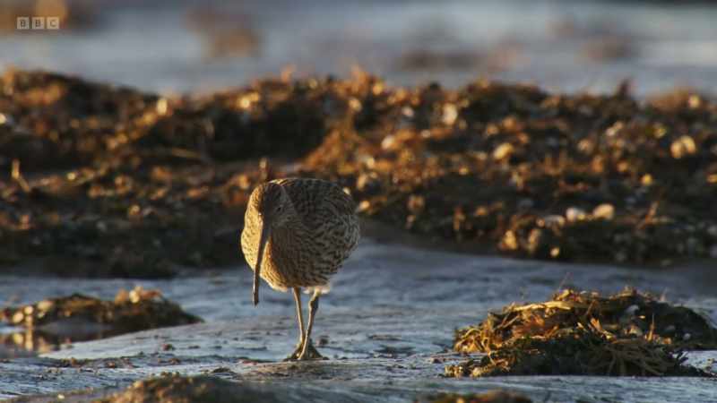 Over their long lives, these birds rely on the rich