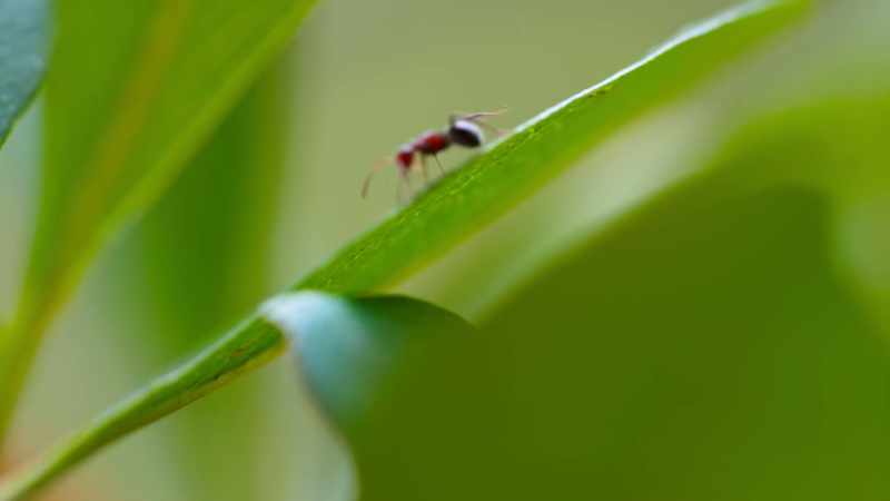 Over time, Caribbean creatures have evolved