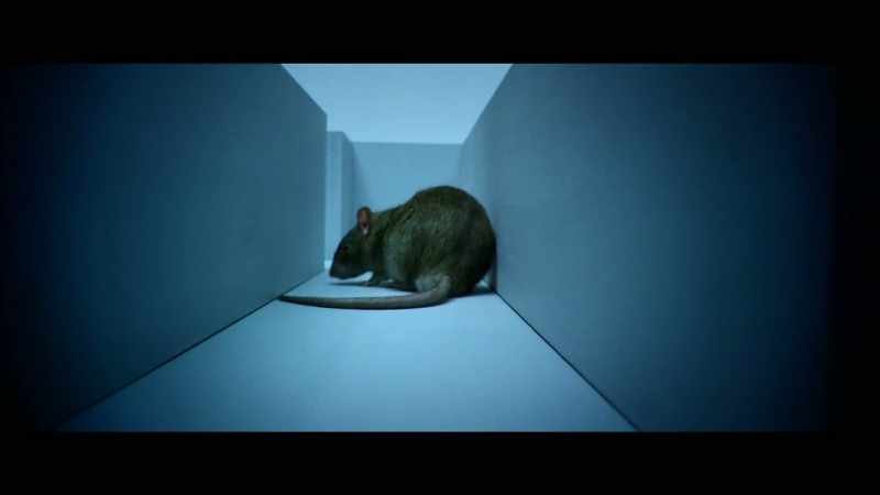 Over time, rats tend to run the maze