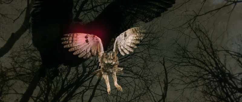 [owl hoots]