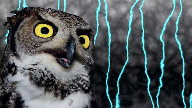Owls are always showing up at these scenes