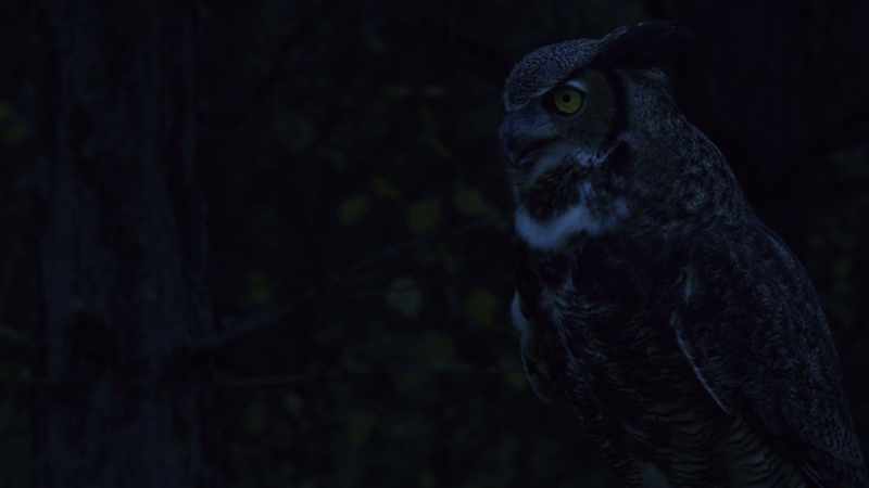 [owls hooting]