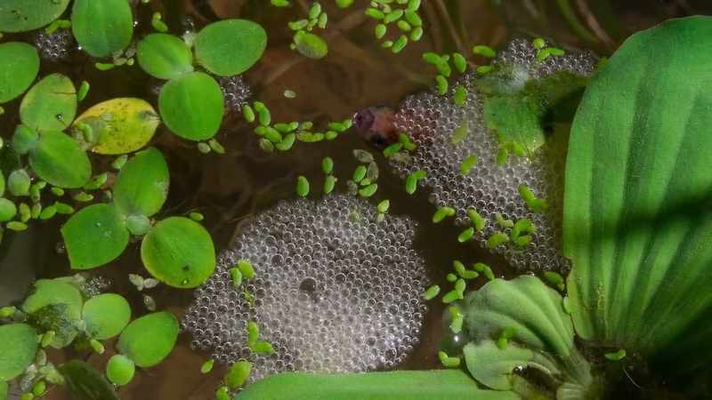Oxygen is scarce in these stagnant waters