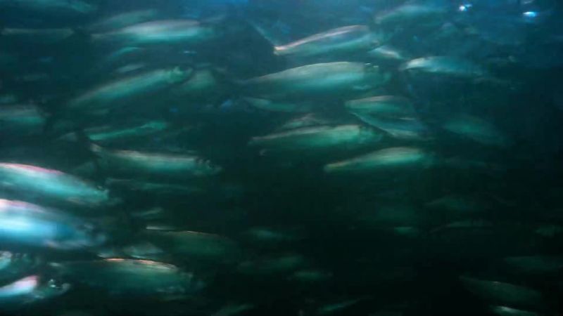 Pacific herring populations are greatly reduced