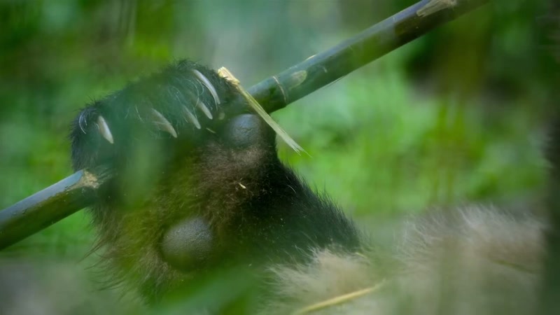 Pandas have evolved a unique thumb-like lump on their wrist
