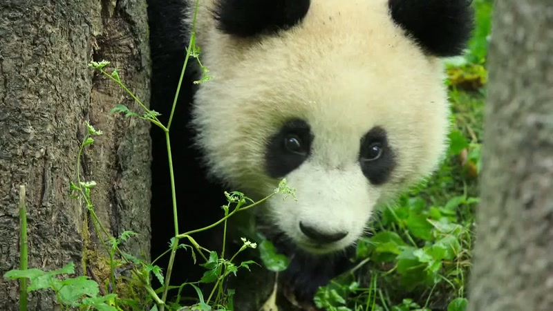 'Pandas have long been