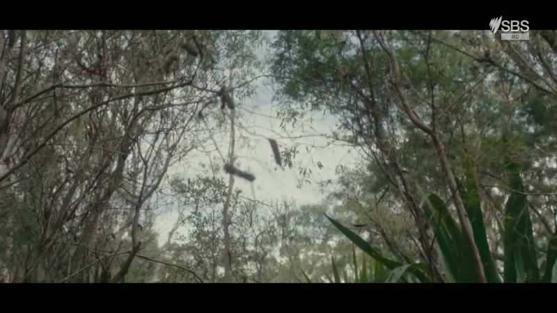 (PANTS)