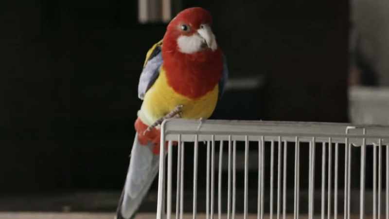 [parrot chirping]