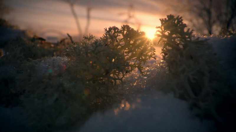Part algae, part fungi