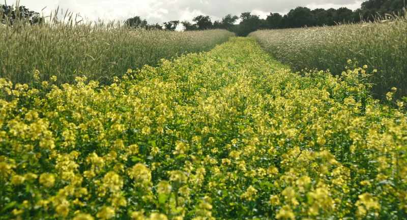 Part of the field, it doesn't get sprayed