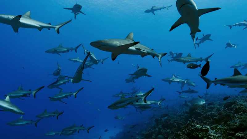 Patrolled by grey reef sharks