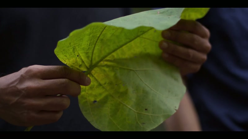 Paulownia is light, it has flexibility, and it doesn't absorb much water