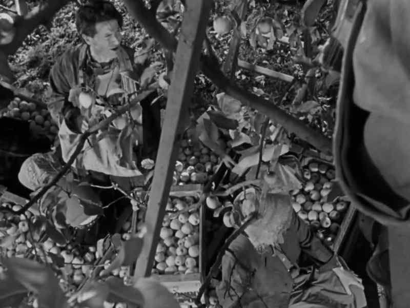 Pavel! What you do? Pick the apples