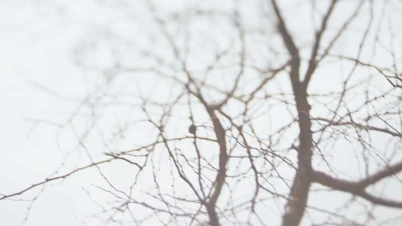 [peaceful music]