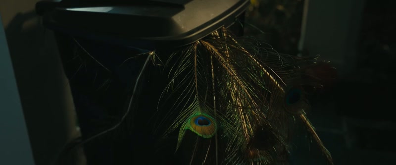 Peacock