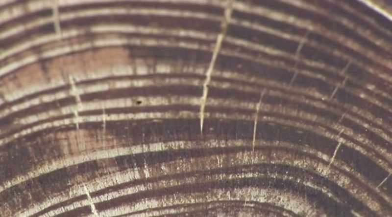 Pearson: In every single tree ring