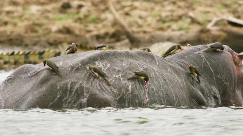 Pecking ensures that cuts remain open and blood keeps flowing