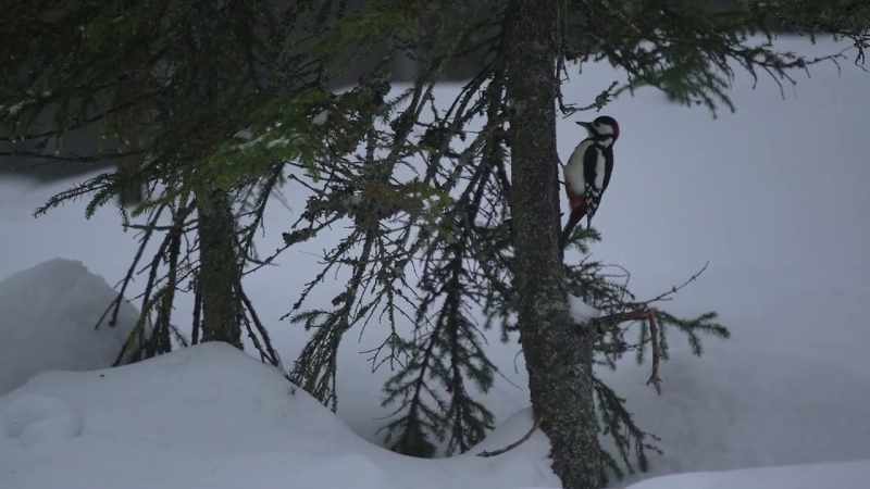 (pecking) -The woodpeckers keep pecking