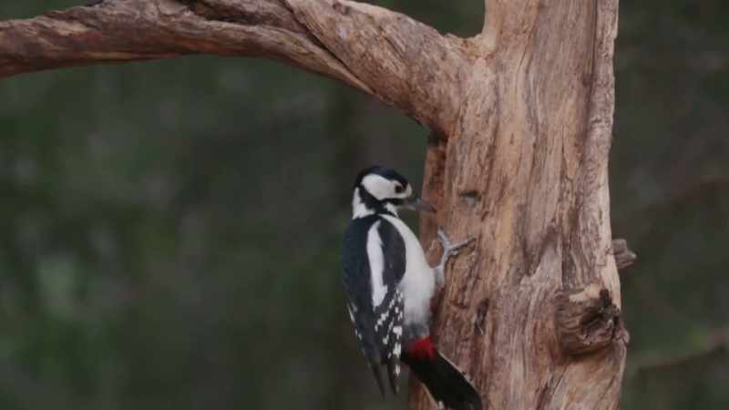 (pecking)