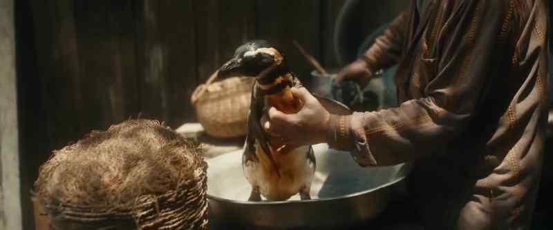 [penguin coos] - Wait, I know