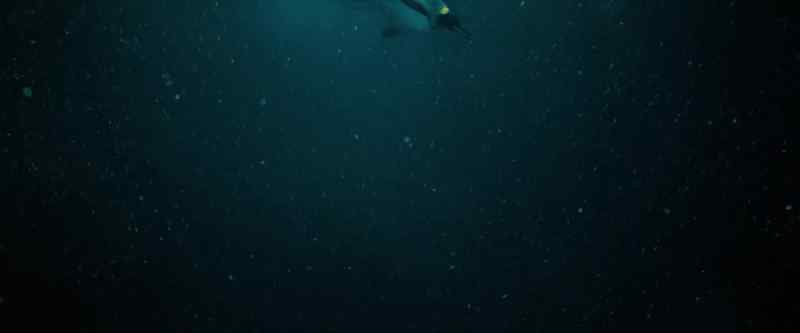 Penguins are uniquely adapted to dive and hunt at great depth