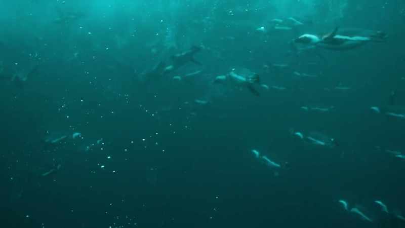 Penguins can swim ten miles per hour