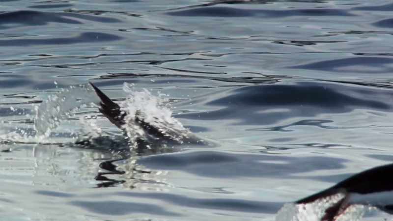 Penguins have abandoned flying