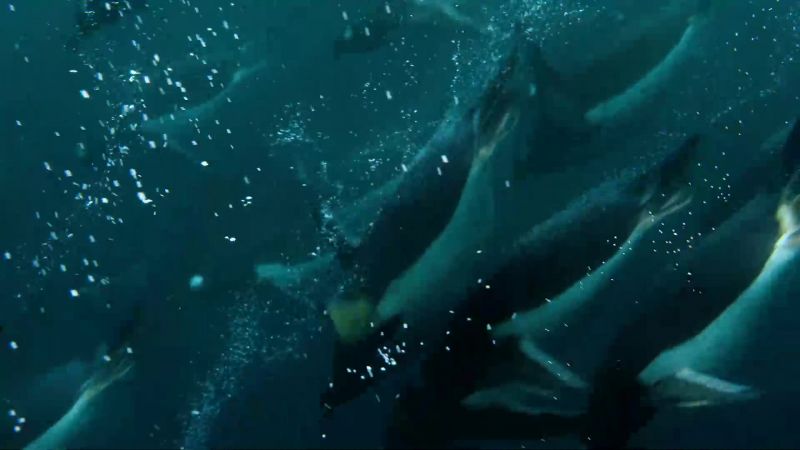 Penguins may have lost their ability to fly