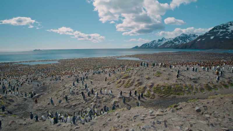 (Penguins squawking)