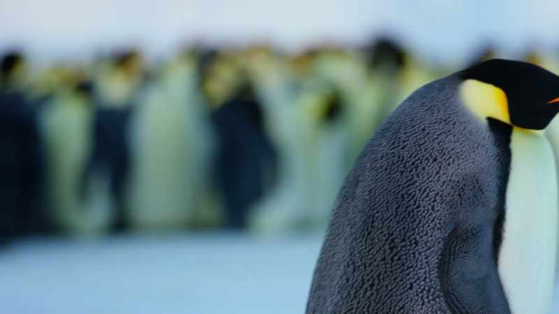 Penguins unlucky in love head back to spend the winter