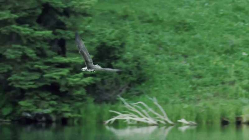 Peregrines are superb hunters on the wing