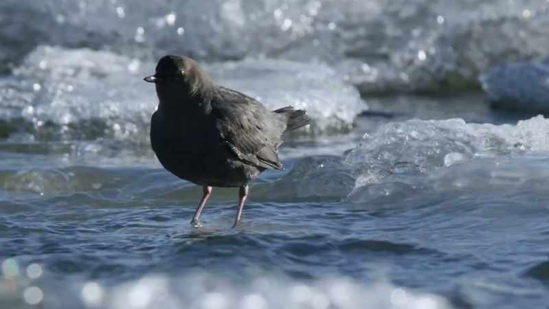 Perfect hunting grounds for the dipper