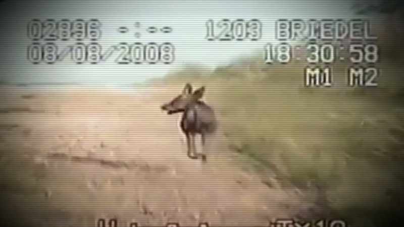 PERHAPS THE CREATURE IN THIS FOOTAGE