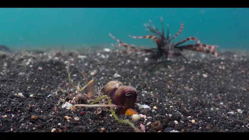 Perhaps the only creature in all the oceans
