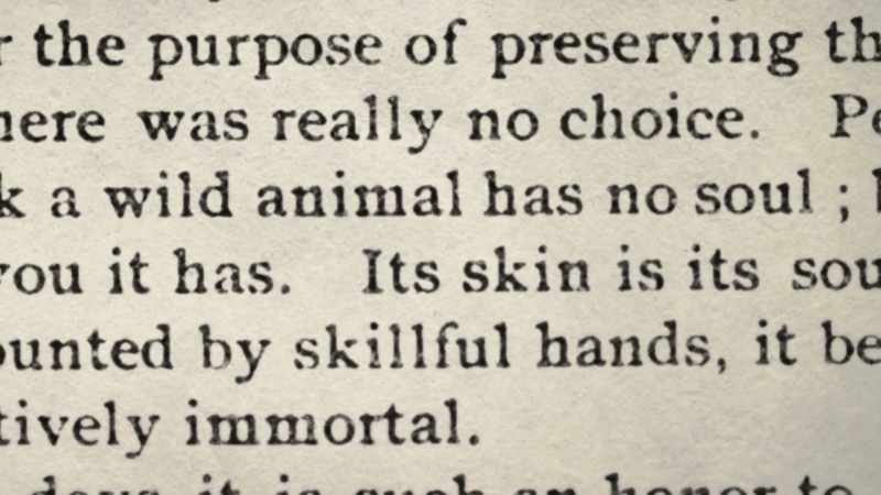Perhaps you think a wild animal has no soul