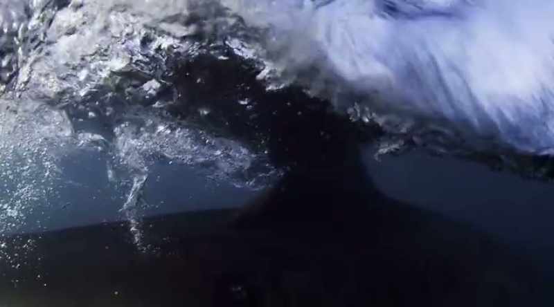 Perhaps white sharks in Cape Cod are also adapting