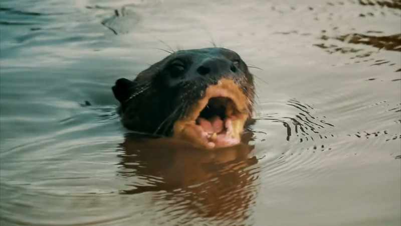 PERIDI TALKED ABOUT THE FACE OF AN OTTER