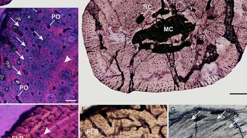 Pete: USING HISTOLOGICAL METHODS WHERE THEY COUNT GROWTH RINGS