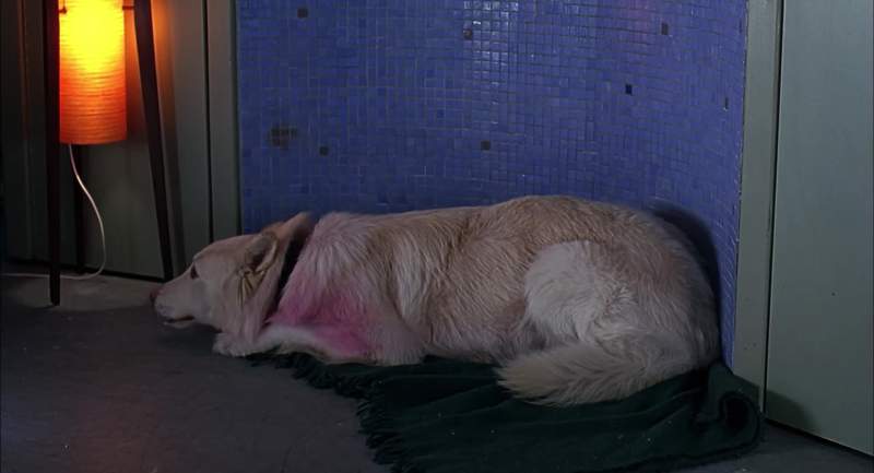 PETULA I've never seen a pink and white dog before