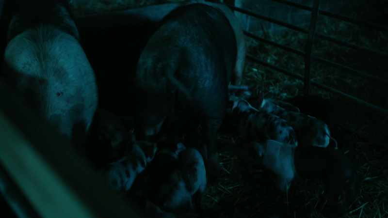 PHIL: I do love pigs, me. -[PIGS SQUEALING]